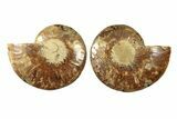 Cut & Polished, Agatized Ammonite Fossil - Madagascar #270257-1